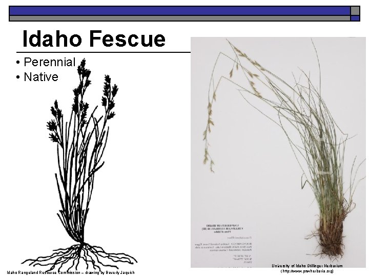 Idaho Fescue • Perennial • Native Idaho Rangeland Resource Commission – drawing by Beverly