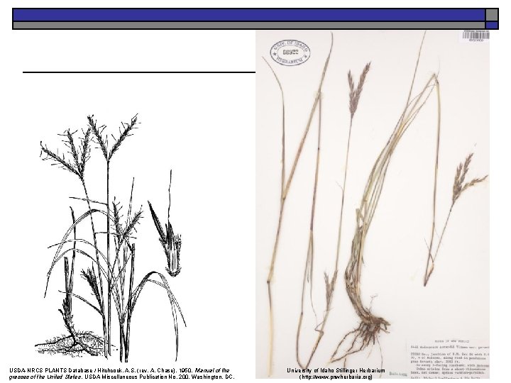 USDA-NRCS PLANTS Database / Hitchcock, A. S. (rev. A. Chase). 1950. Manual of the