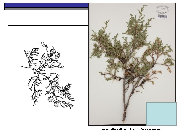 University of Idaho Stillinger Herbarium (http: //www. pnwherbaria. org 