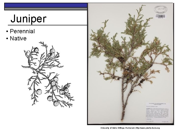 Juniper • Perennial • Native University of Idaho Stillinger Herbarium (http: //www. pnwherbaria. org