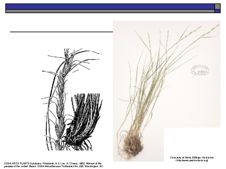 University of Idaho Stillinger Herbarium (http: //www. pnwherbaria. org) USDA-NRCS PLANTS Database / Hitchcock,