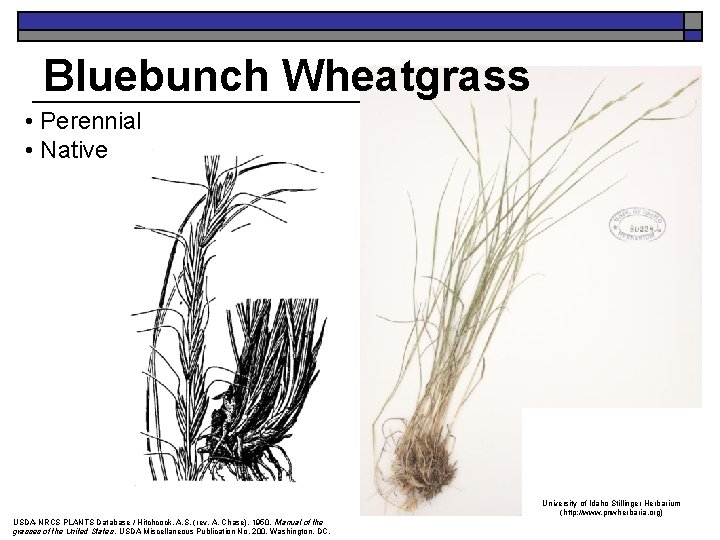 Bluebunch Wheatgrass • Perennial • Native University of Idaho Stillinger Herbarium (http: //www. pnwherbaria.
