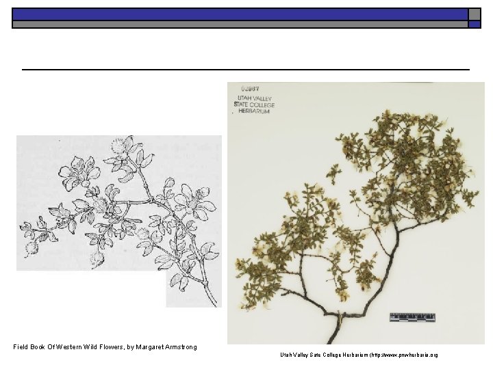 Field. K. Book Of Western Wild Flowers, by Margaret Armstrong Launchbaugh Utah Valley Sate