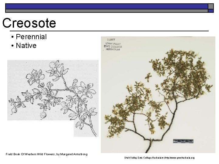 Creosote • Perennial • Native Field. K. Book Of Western Wild Flowers, by Margaret