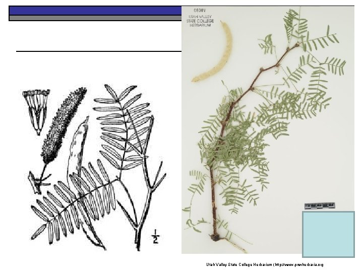 Utah Valley State College Herbarium (http: //www. pnwherbaria. org 