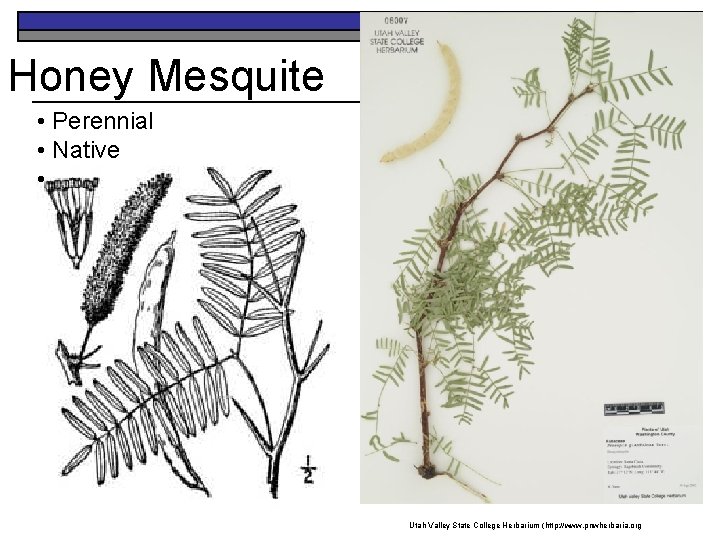 Honey Mesquite • Perennial • Native • Utah Valley State College Herbarium (http: //www.