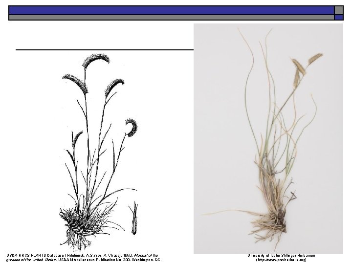 USDA-NRCS PLANTS Database / Hitchcock, A. S. (rev. A. Chase). 1950. Manual of the