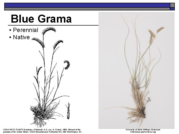 Blue Grama • Perennial • Native USDA-NRCS PLANTS Database / Hitchcock, A. S. (rev.