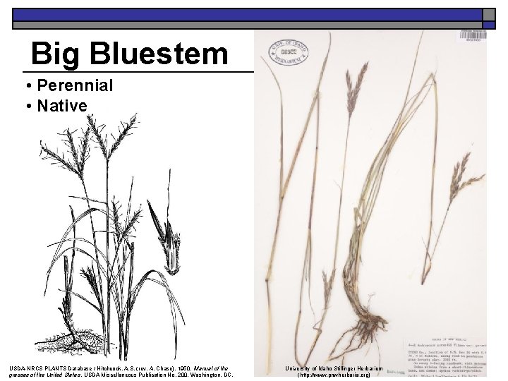 Big Bluestem • Perennial • Native USDA-NRCS PLANTS Database / Hitchcock, A. S. (rev.