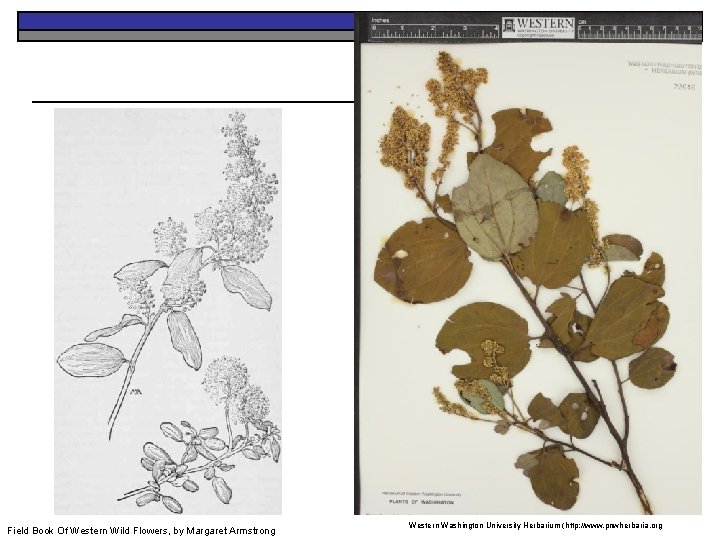Field Book Of Western Wild Flowers, by Margaret Armstrong Western Washington University Herbarium (http: