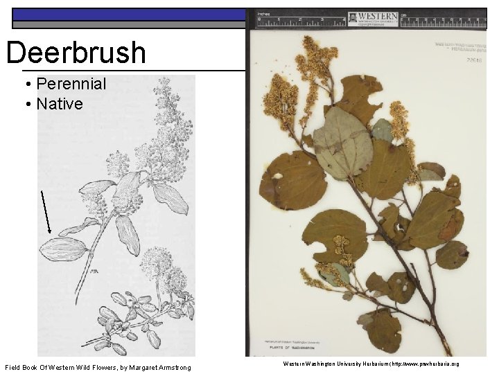 Deerbrush • Perennial • Native Field Book Of Western Wild Flowers, by Margaret Armstrong