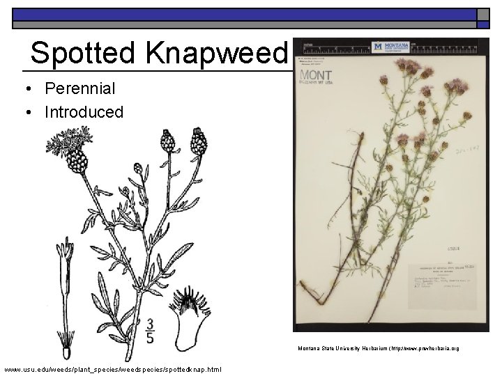 Spotted Knapweed K. Launchbaugh • Perennial • Introduced Montana State University Herbarium (http: //www.