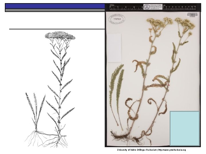 University of Idaho Stillinger Herbarium (http: //www. pnwherbaria. org 