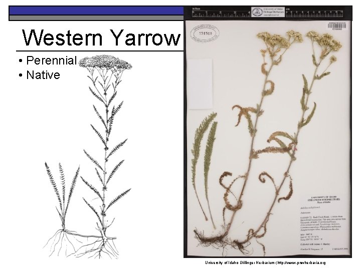 Western Yarrow • Perennial • Native University of Idaho Stillinger Herbarium (http: //www. pnwherbaria.