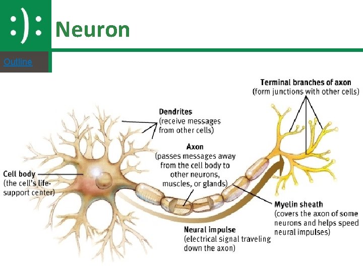 Neuron Outline 