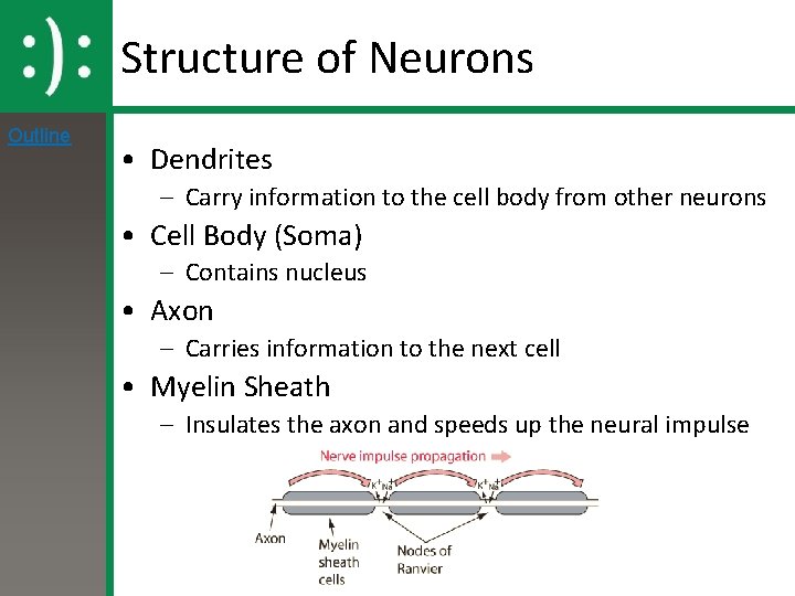 Structure of Neurons Outline • Dendrites – Carry information to the cell body from