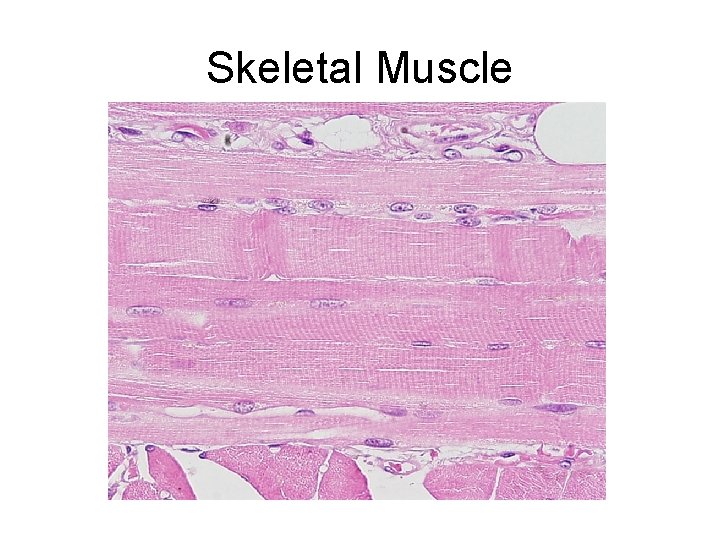 Skeletal Muscle 