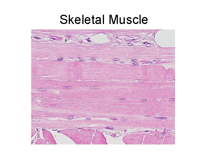 Skeletal Muscle 