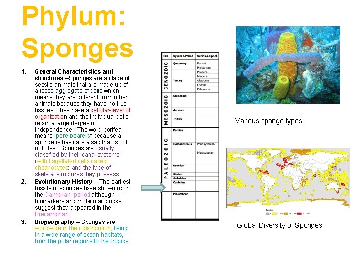Phylum: Sponges 1. 2. 3. General Characteristics and structures –Sponges are a clade of