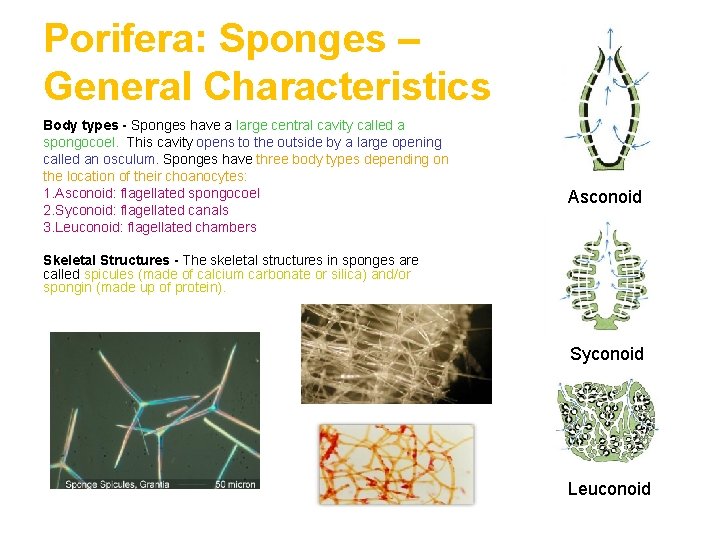 Porifera: Sponges – General Characteristics Body types - Sponges have a large central cavity