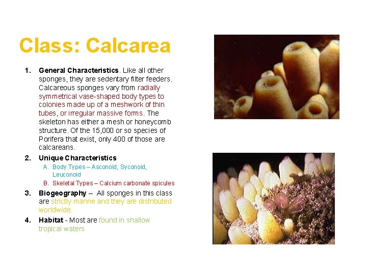 Class: Calcarea 1. 2. General Characteristics. Like all other sponges, they are sedentary filter