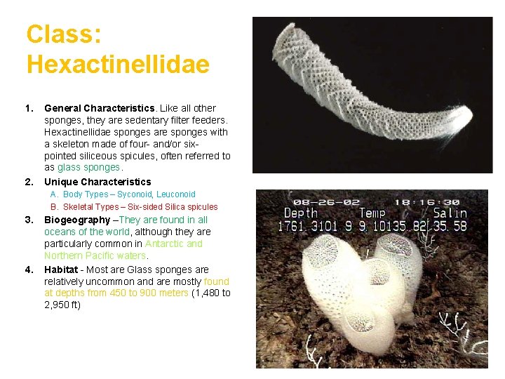 Class: Hexactinellidae 1. 2. General Characteristics. Like all other sponges, they are sedentary filter