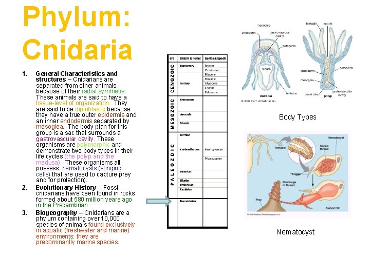 Phylum: Cnidaria 1. 2. 3. General Characteristics and structures – Cnidarians are separated from
