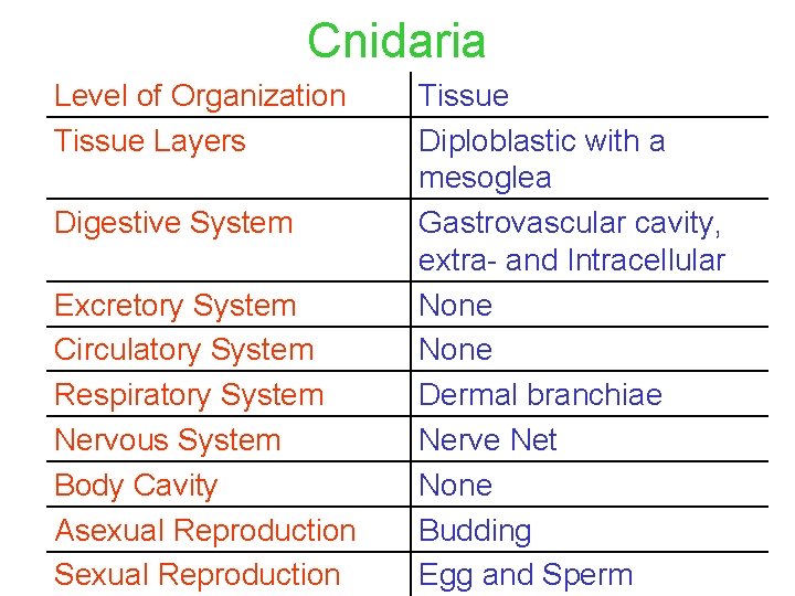 Cnidaria Level of Organization Tissue Layers Digestive System Excretory System Circulatory System Respiratory System