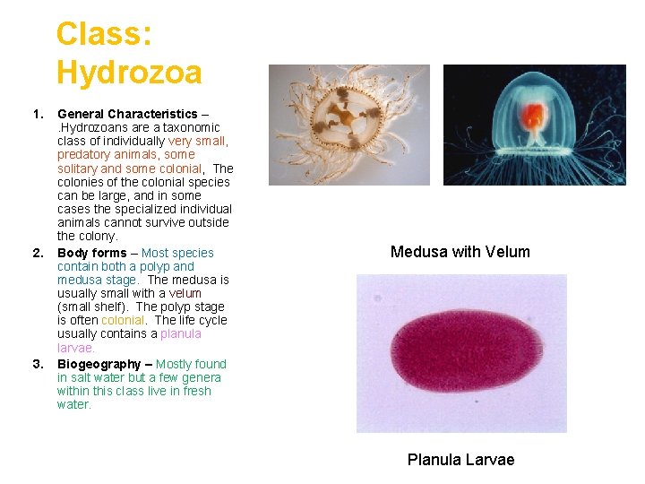 Class: Hydrozoa 1. 2. 3. General Characteristics –. Hydrozoans are a taxonomic class of