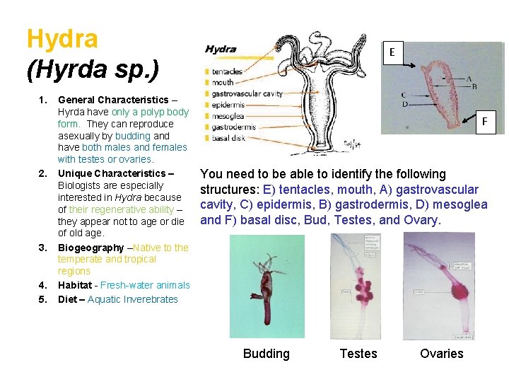 Hydra (Hyrda sp. ) 1. 2. 3. 4. 5. General Characteristics – Hyrda have