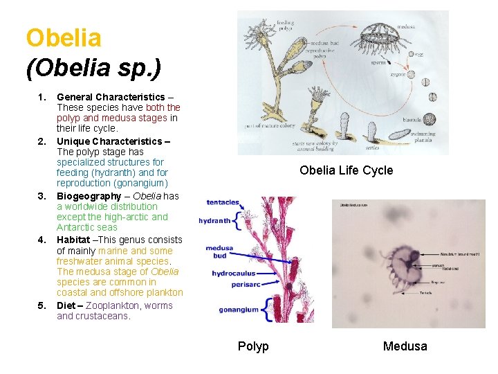 Obelia (Obelia sp. ) 1. 2. 3. 4. 5. General Characteristics – These species