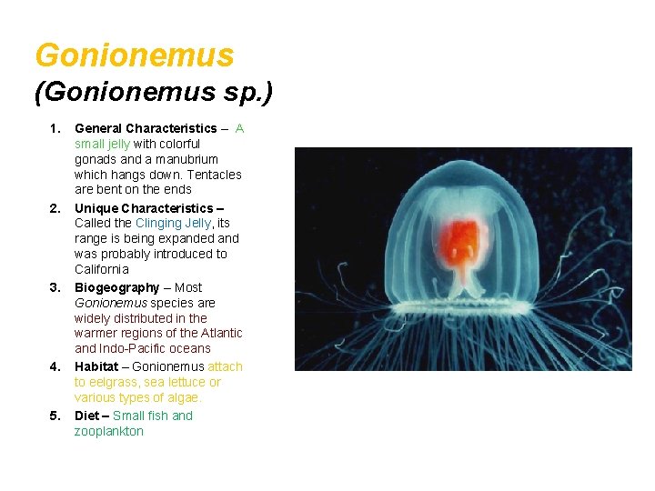 Gonionemus (Gonionemus sp. ) 1. 2. 3. 4. 5. General Characteristics – A small