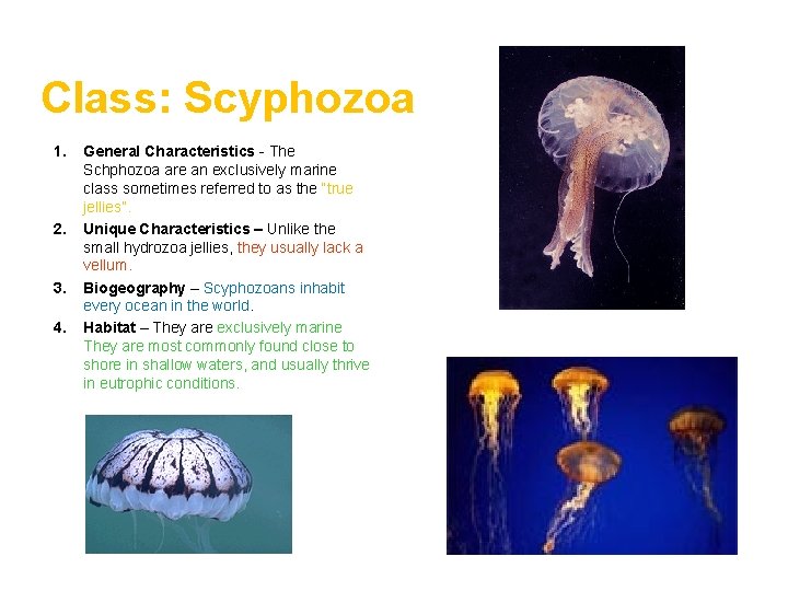 Class: Scyphozoa 1. 2. 3. 4. General Characteristics - The Schphozoa are an exclusively