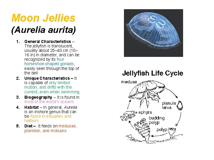 Moon Jellies (Aurelia aurita) 1. 2. 3. 4. 5. General Characteristics – The jellyfish