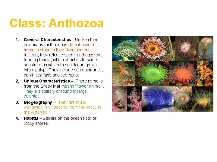 Class: Anthozoa 1. 2. 3. 4. General Characteristics - Unlike other cnidarians, anthozoans do