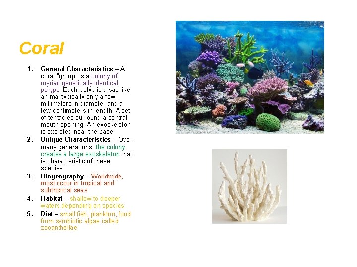 Coral 1. 2. 3. 4. 5. General Characteristics – A coral "group" is a