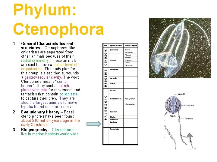 Phylum: Ctenophora 1. 2. 3. General Characteristics and structures – Ctenophores, like cnidarians are