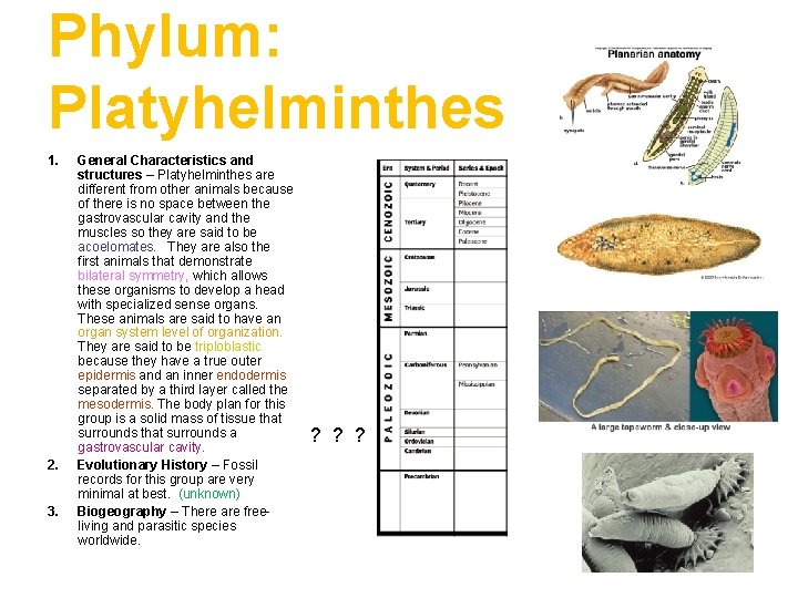 Phylum: Platyhelminthes 1. 2. 3. General Characteristics and structures – Platyhelminthes are different from