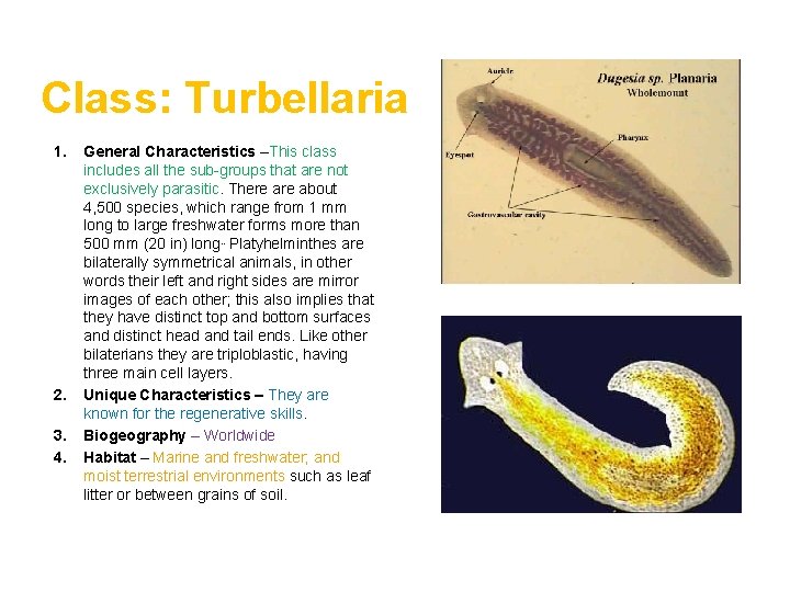 Class: Turbellaria 1. 2. 3. 4. General Characteristics –This class includes all the sub-groups