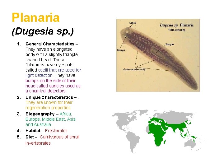 Planaria (Dugesia sp. ) 1. General Characteristics – They have an elongated body with