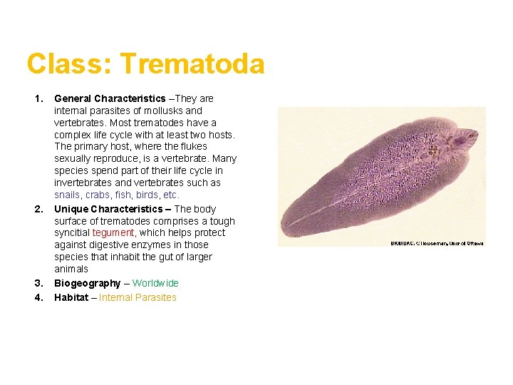 Class: Trematoda 1. 2. 3. 4. General Characteristics –They are internal parasites of mollusks