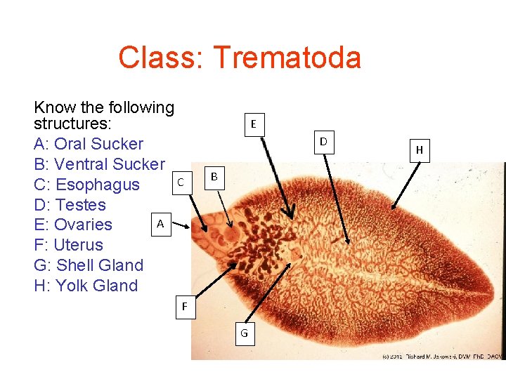 Class: Trematoda Know the following structures: A: Oral Sucker B: Ventral Sucker C C: