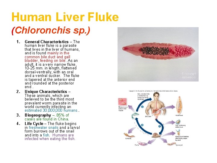 Human Liver Fluke (Chloronchis sp. ) 1. 2. 3. 4. General Characteristics – The