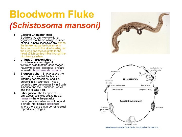 Bloodworm Fluke (Schistosoma mansoni) 1. 2. 3. 4. General Characteristics – Schistolong, slim worms