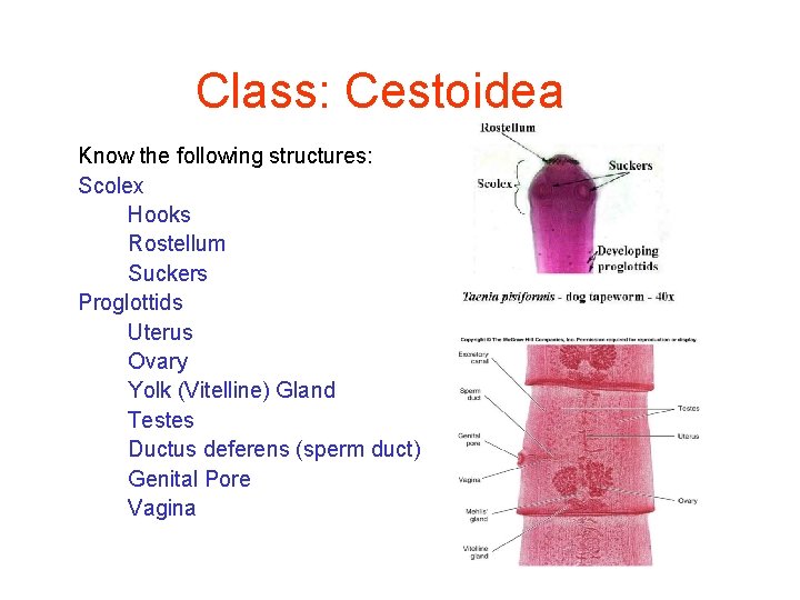 Class: Cestoidea Know the following structures: Scolex Hooks Rostellum Suckers Proglottids Uterus Ovary Yolk