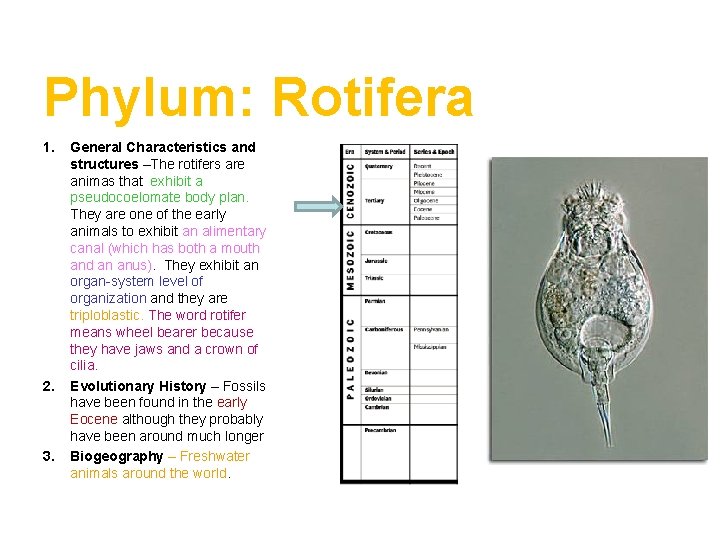 Phylum: Rotifera 1. 2. 3. General Characteristics and structures –The rotifers are animas that