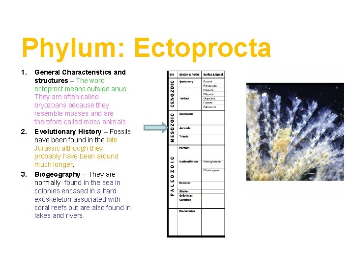 Phylum: Ectoprocta 1. 2. 3. General Characteristics and structures – The word ectoproct means