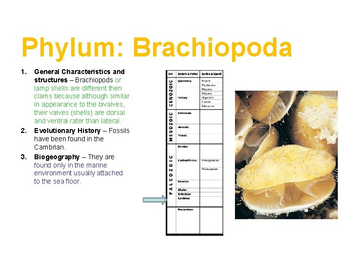 Phylum: Brachiopoda 1. 2. 3. General Characteristics and structures – Brachiopods or lamp shells