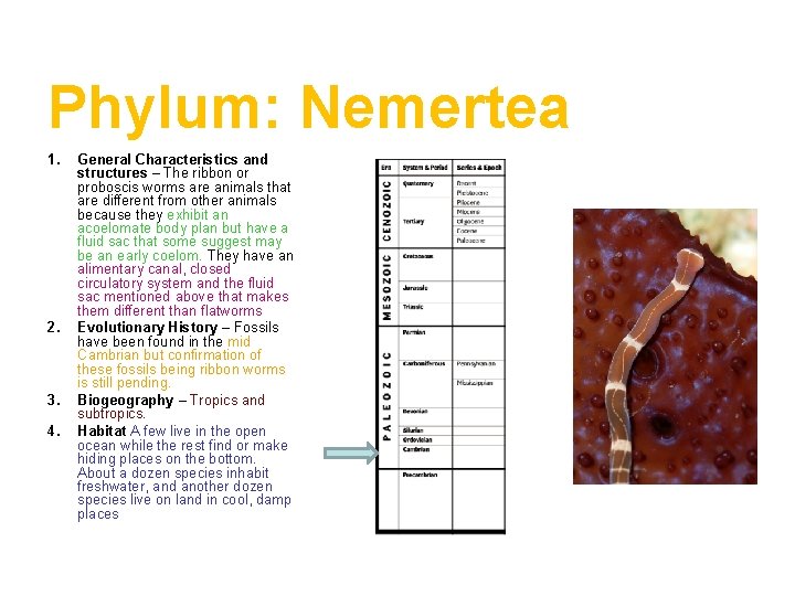 Phylum: Nemertea 1. 2. 3. 4. General Characteristics and structures – The ribbon or
