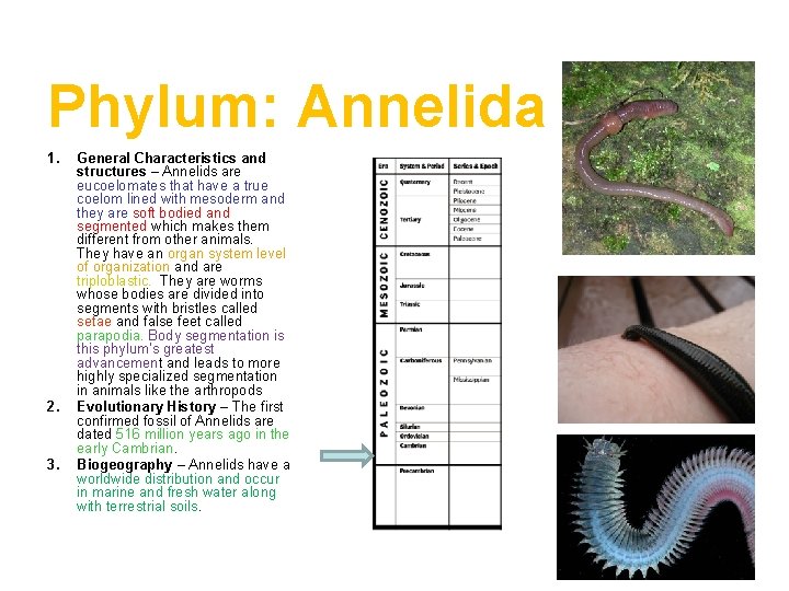 Phylum: Annelida 1. 2. 3. General Characteristics and structures – Annelids are eucoelomates that